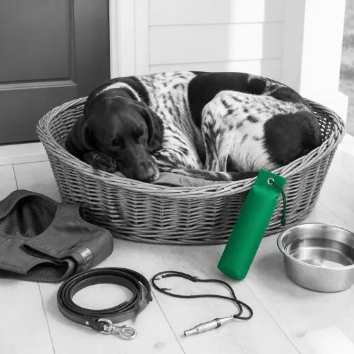 Le chien de chasse entre deux saisons : comment il vit quand il ne chasse pas