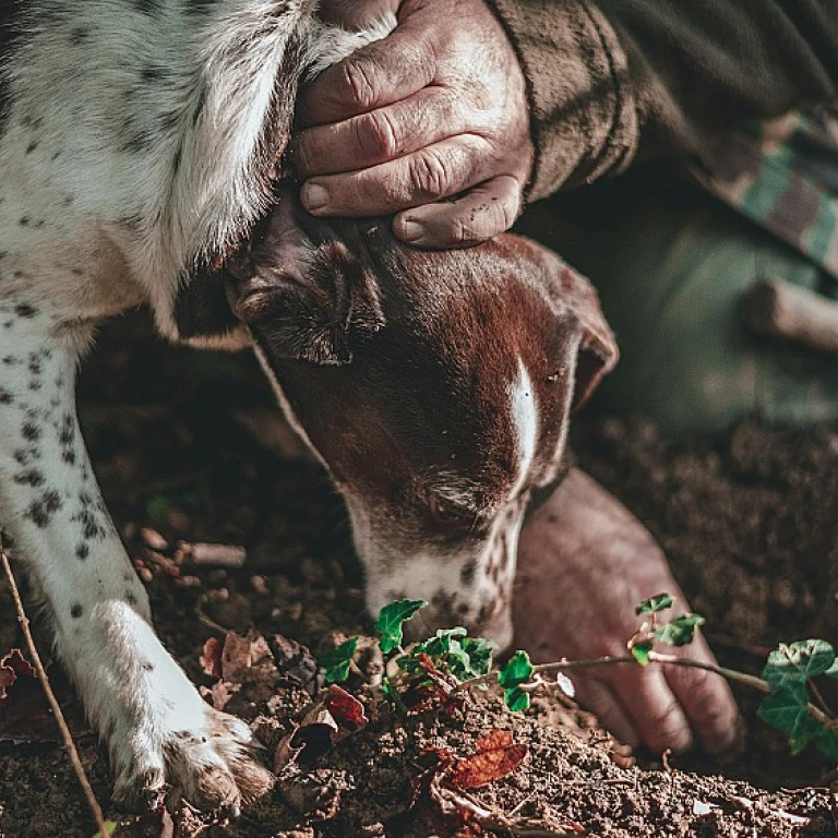 Pourquoi choisir un chenil en béton pour votre chien de chasse ?