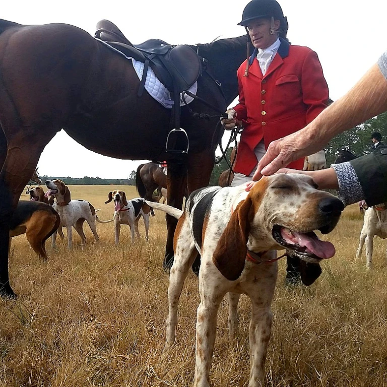 L'importance du collier pour votre chien de chasse