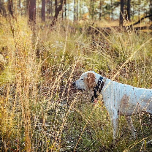 Pourquoi choisir un collier sur mesure pour votre chien de chasse