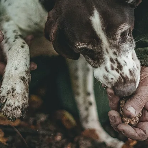 Comment choisir le meilleur espace pour votre chien de chasse