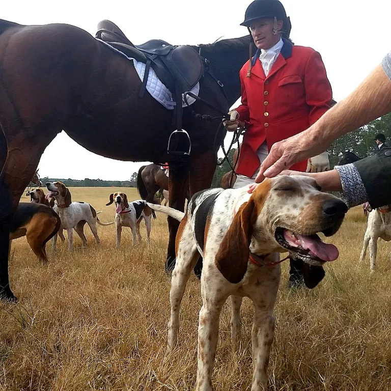 L'art de devenir un dresseur de chiens de chasse