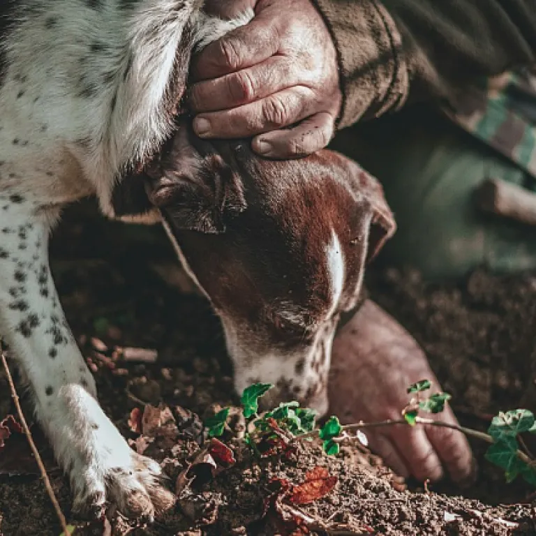 Comment choisir une clôture adaptée pour votre chien de chasse