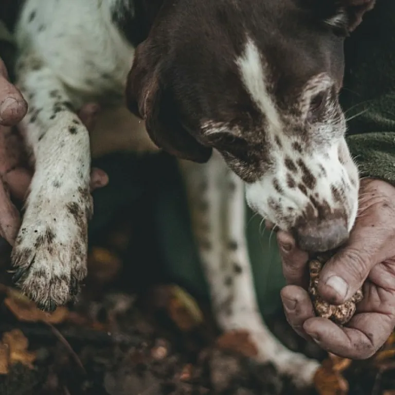 L'art de la chasse à l'arc : un compagnon canin essentiel