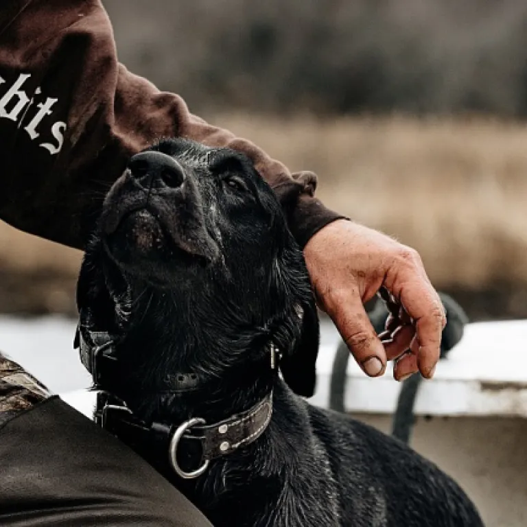 Protégez votre chien de chasse des épillets