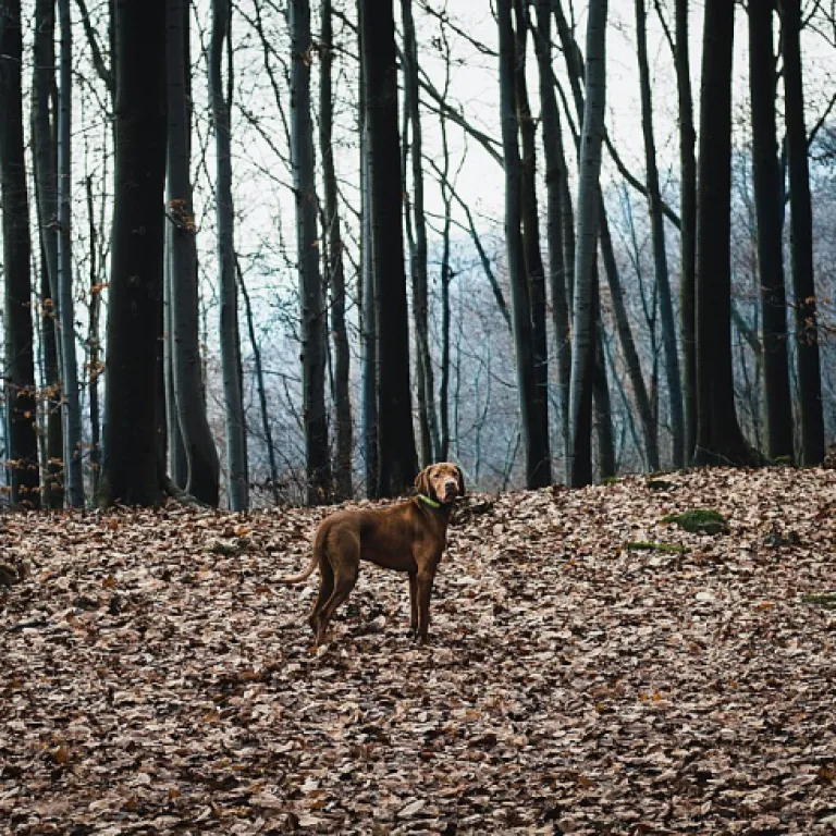 L'art du pistage avec les chiens de chasse