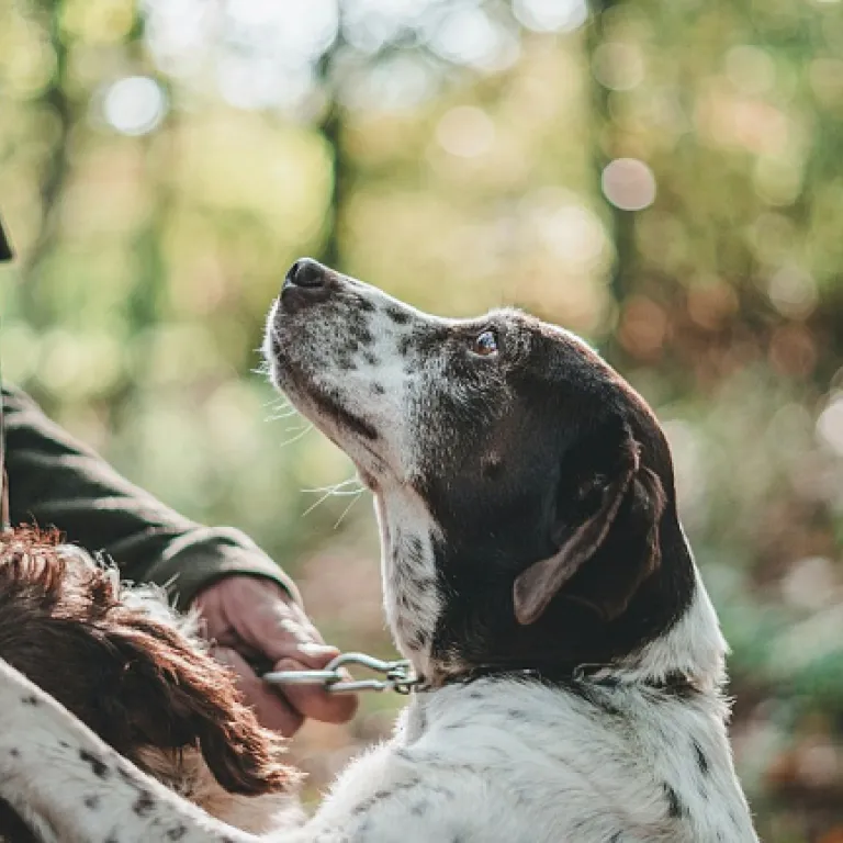 Préserver les articulations de son chien de chasse : conseils et bonnes pratiques