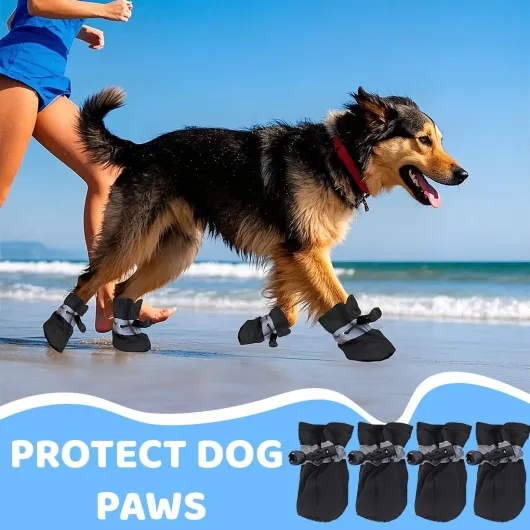 71dC1VZpZ1L._AC_SL1100_