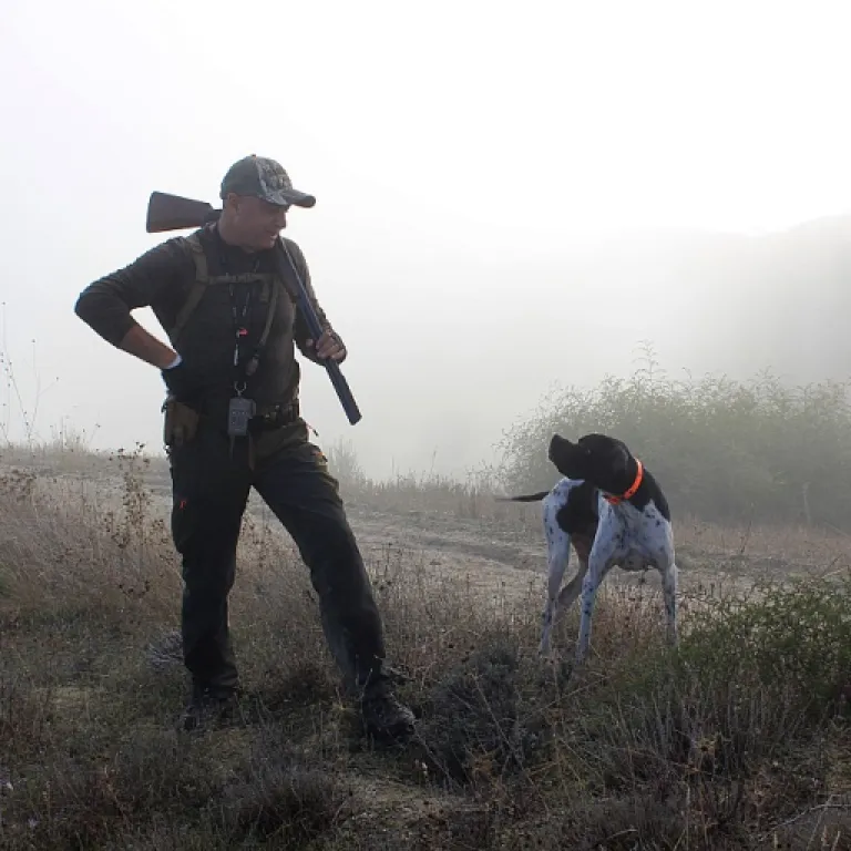 Manifeste pour la chasse : plaidoyer moderne pour les chiens de chasse et la ruralité