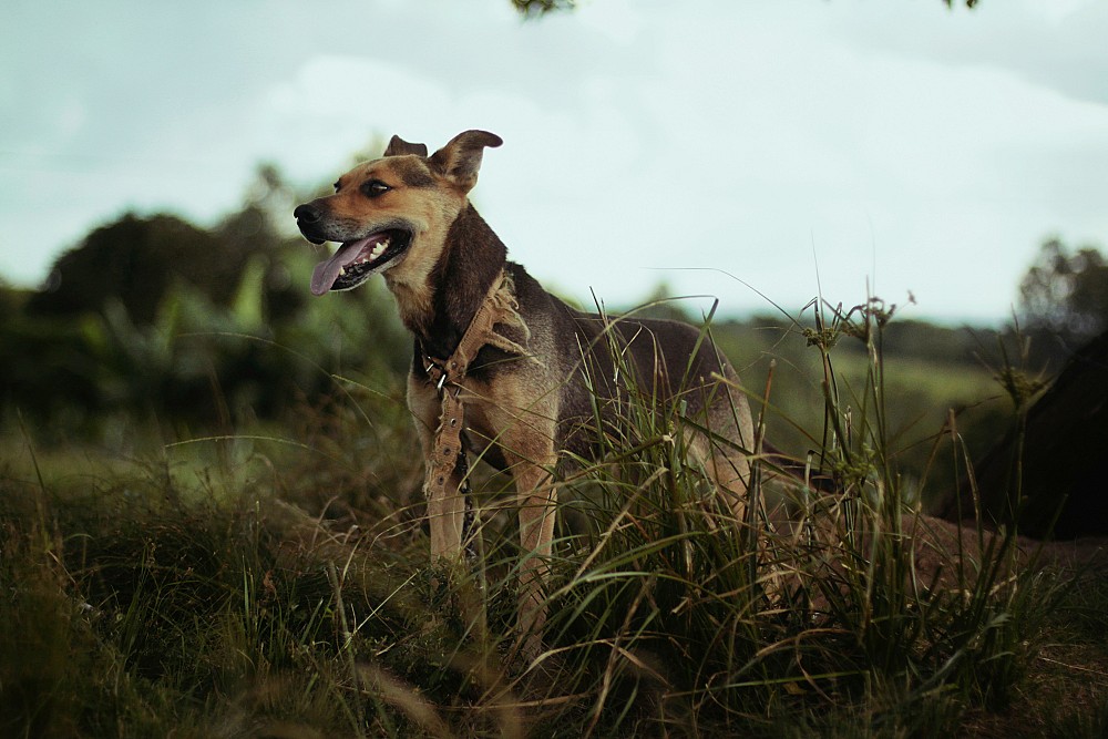 Comprendre le numero sia : un enjeu clé pour les détenteurs d’armes et leurs chiens de chasse