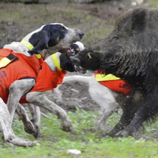 Test Gilet CANIHUNT Dog Armor V3 : la carapace orange pour limiter la casse avec les sangliers