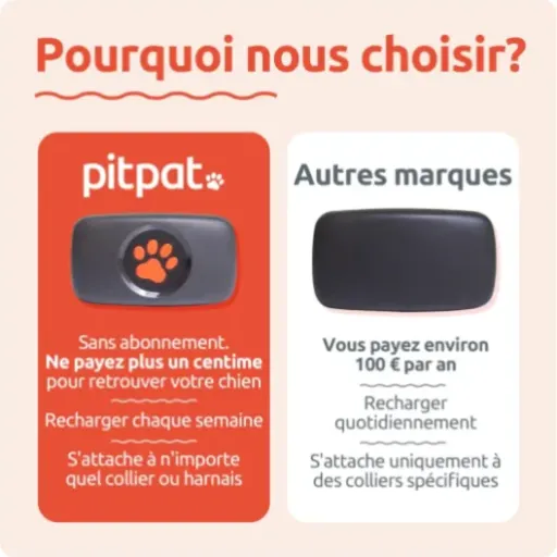 Test PitPat Traceur GPS pour Chien : le collier qui rassure mais pas parfait