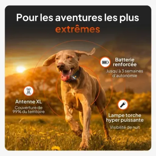 Test Weenect Chien XT : le collier GPS costaud pour ceux qui flippent de perdre leur chien