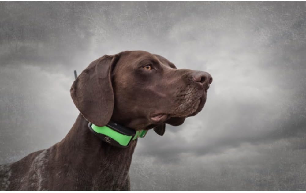 Collier Traceur GPS pour Chien et Système de Localisation TEK Série 1.5 avec télécommande, idéal Chasse – Submersible, Rechargeable - 11 km de portée TEK 1.5 GPS Localisation