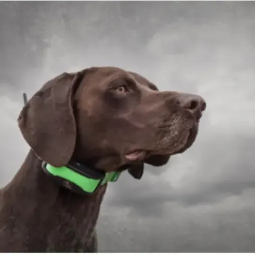Test SportDOG TEK Série 1.5 : le collier GPS de chasse qui fait le job, mais pas sans défauts