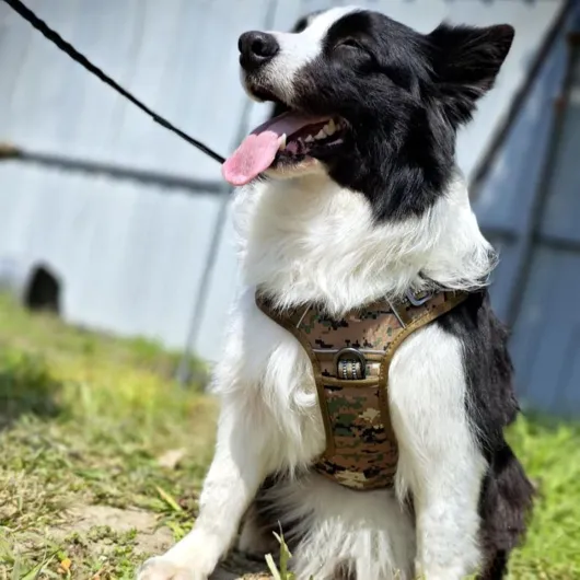 Harnais Robuste Pour Chien - Harnais Réflechissant Anti-Traction pour Chien - Pour Chiens de Taille Moyenne et Grand pour Extérieur Randonnée Chasse Camping