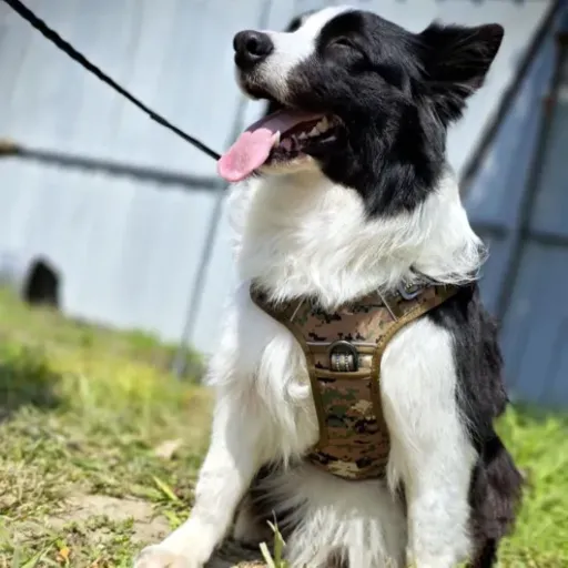 Test Harnais Robuste Pour Chien : un harnais costaud et pratique pour les grosses balades