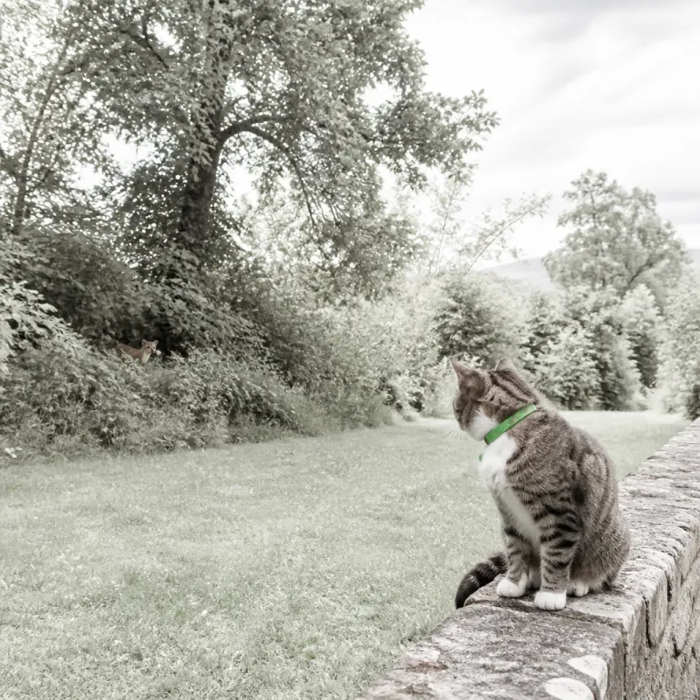 Une martre peut-elle tuer un chat : comprendre les risques réels et protéger ses animaux