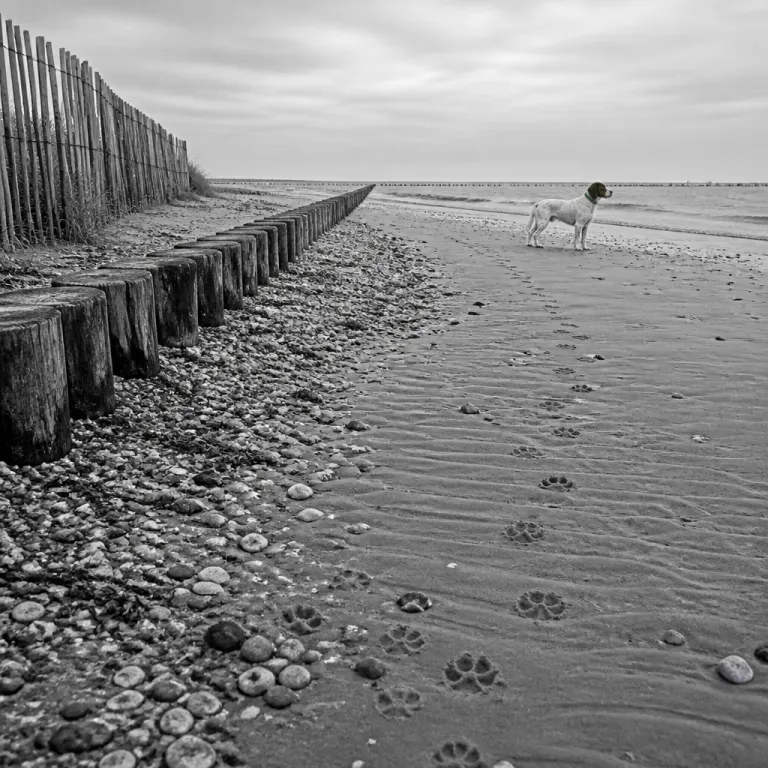 Où et comment un chien est accepté sur la plage en France : règles, éthique et chasse