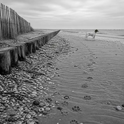 Où et comment un chien est accepté sur la plage en France : règles, éthique et chasse